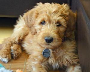 Labradoodle puppy